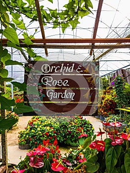 Indoor flower garden of the Orchid and rose inside the greenhouse in Cameron Highlands, Malaysia