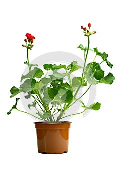 Indoor flower geranium pelargonium in a pot bloomed with red flowers on a white background