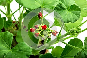 Indoor flower geranium pelargonium in a pot bloomed with red flowers on a white background