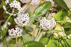 Indoor flower Hoya or Wax ivy