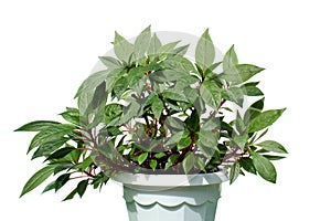 Indoor flower in a pot on a white background.