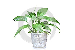 Indoor flower Spathiphyllum in ceramic pot isolated on white background