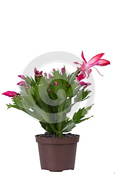 Indoor flowering plant