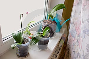 Indoor flowers grow on the windowsill - orchids, aloe in transparent pots. watering can in the background