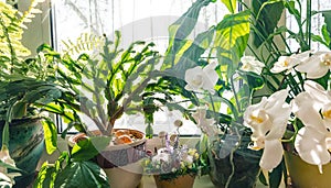 Indoor flowers and plants on the window