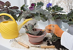 Indoor flowers replanting. Female hand, flowerpots, plant sprout, soil pile, rake and shovel on windowsill. Potted flowers care