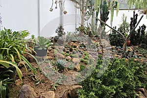Indoor garden that fill in various type of cactis plants photo