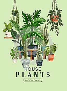 Indoor Garden House Plant Collection