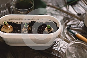 Indoor Gardening Project Showing Sprouting Bulbs in a White Planter Box