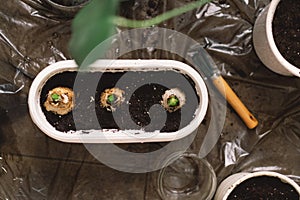 Indoor Gardening Project Showing Sprouting Bulbs in a White Planter Box