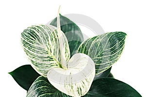 Indoor green plant philodendron birkin on white background close-up.