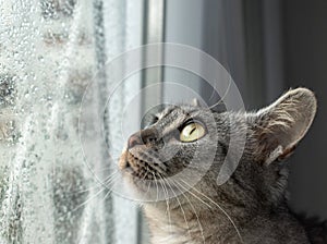 Indoor grey tabby cat sitting in the window and observing the raindrops running down on the window