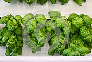 Indoor Grown Romaine Lettuce