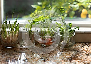 Indoor herbs water garden at granite kitchen counter