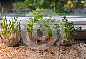 Indoor herbs water garden at granite kitchen counter