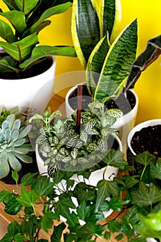 Indoor home garden plants. Collection various flowers - Snake plant, succulents, Ficus Pumila, lyrata, Hedera helix