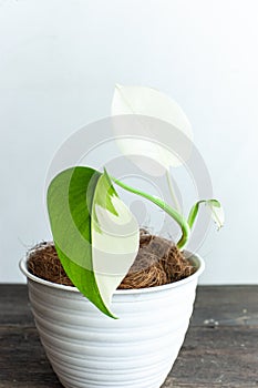 Indoor house plants monstera variegata