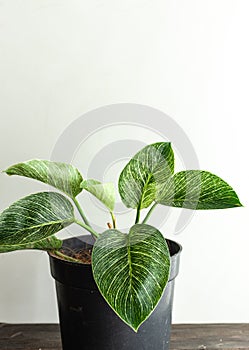 Indoor house plants philodendron birkin
