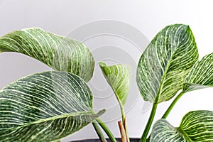 Indoor house plants philodendron birkin