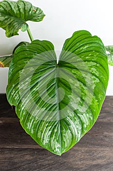 Indoor house plants philodendron mamei leaf