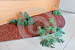 Indoor, in house small garden with simple real plant and wooden wall, ceremic ground photo