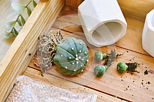 Indoor houseplant for home decoration, Replanting tree gardening tool, Planting cactus in small flower pot, City lifestyle hobby