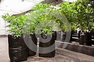 Indoor Marijuana Big plants in grow bags