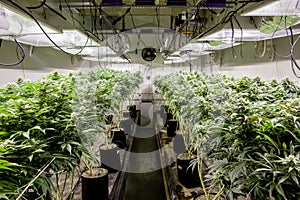 Indoor Marijuana grow room showing lots of plants