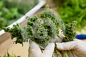 Indoor Marijuana holding buds