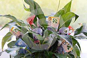 Indoor Money Plant