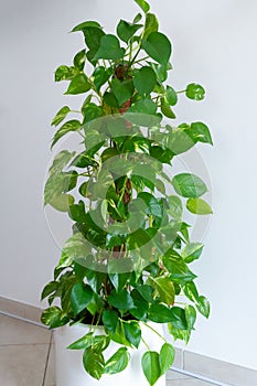 Indoor Money plant in a white pot