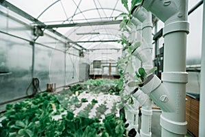 Indoor Organic Plant Growing Hydroponics and Aquaponics