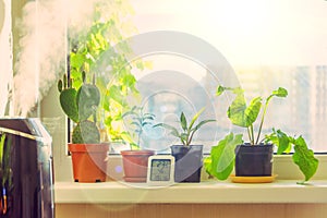 Indoor ornamental deciduous plants on the windowsill table in the apartment with a steam humidifier, thermometer to measure air