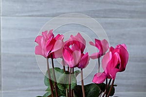 Indoor ornamental plant with beautiful brightly colored flowers among green leaves.