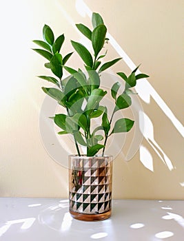 Indoor ornamental plants or glass vases