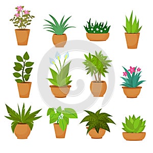 Indoor and outdoor landscape garden potted plants isolated on white. Vector set