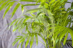 Indoor palm tree, Chrysalidocarpus Lutescens Areca plants, home air plants