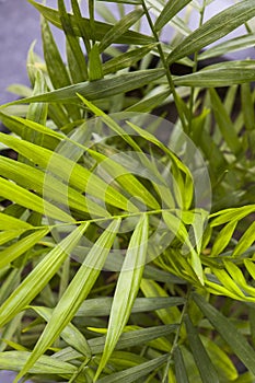 Indoor palm tree, Chrysalidocarpus Lutescens Areca plants, home decor air plants