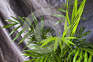 Indoor palm tree, Chrysalidocarpus Lutescens Areca plants, home decor air plants