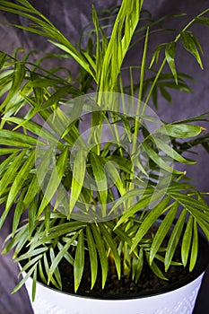 Indoor palm tree, Chrysalidocarpus Lutescens Areca plants, home decor air plants