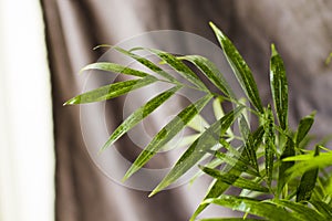 Indoor palm tree, Chrysalidocarpus Lutescens Areca plants, home decor air plants