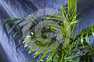 Indoor palm tree, Chrysalidocarpus Lutescens Areca plants, home decor air plants