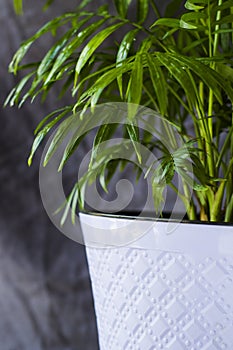 Indoor palm tree, Chrysalidocarpus Lutescens Areca plants, home decor air plants