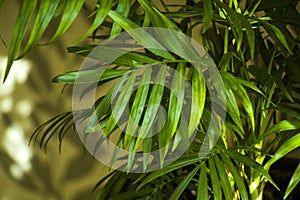 Indoor palm tree, Chrysalidocarpus Lutescens Areca plants, home decor air plants photo