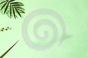 Indoor palm tree leaf, Chrysalidocarpus Lutescens Areca plant on the green background