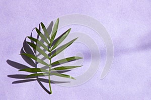 Indoor palm tree leaf, Chrysalidocarpus Lutescens Areca plant on the purple background