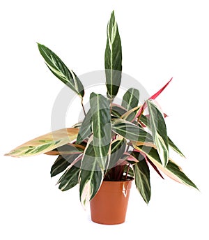 Indoor plant