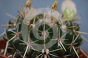 Indoor plant Cactus flovers scion