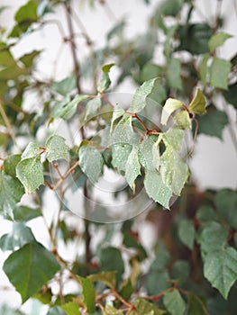 Indoor plant Cissus, in common people called birch. Against the background of the window