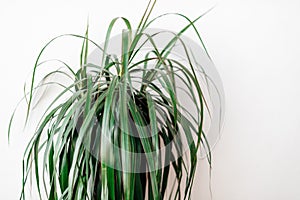 indoor plant close-up on a white background